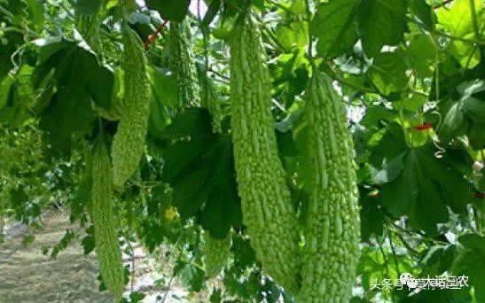 苦瓜种植管理技术_苦瓜种植管理技术和方法视频_苦瓜种植管理技术要点