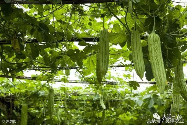 苦瓜种植管理技术和方法视频_苦瓜种植管理技术要点_苦瓜种植管理技术