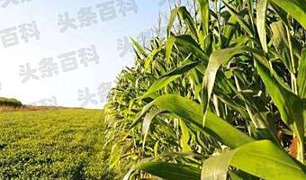 致富经百香果种植视频_致富经种植三种水果亩收入过亿_种植果树致富