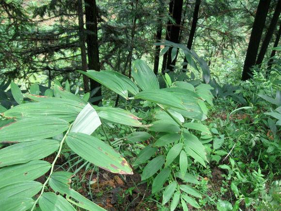 黄精东北种植技术_黄精东北种植技术_黄精东北种植技术