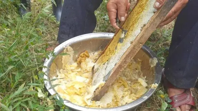 蜜蜂致富养殖方法_蜜蜂养殖 致富_蜜蜂致富养殖视频