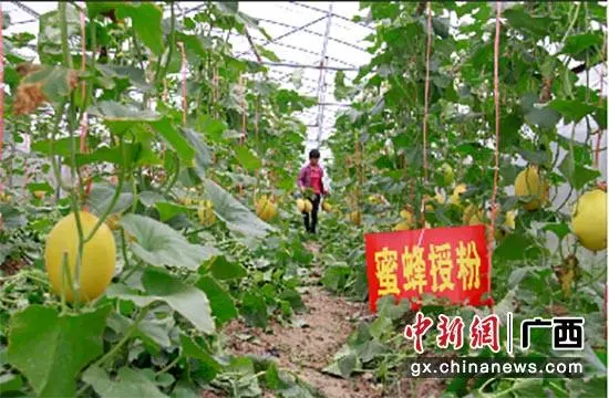 小蜜蜂“酿”出大产业 广西民众脱贫致富路上“好蜂景”