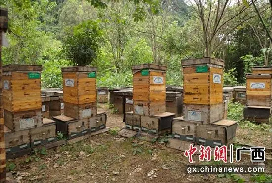 养蜜蜂致富经_蜜蜂致富养殖视频_蜜蜂养殖 致富