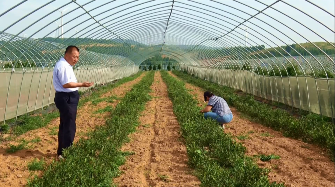 日照种植作物和面积_山东日照种植什么_日照种植致富项目