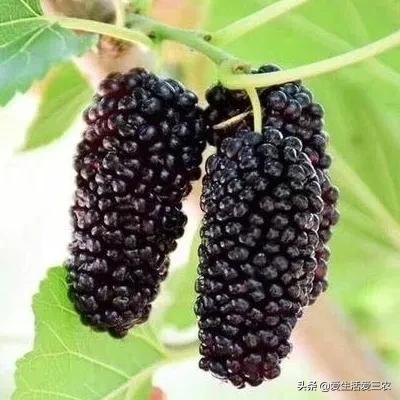 白领种植致富项目_致富种植创业项目_致富种植什么比较赚大钱