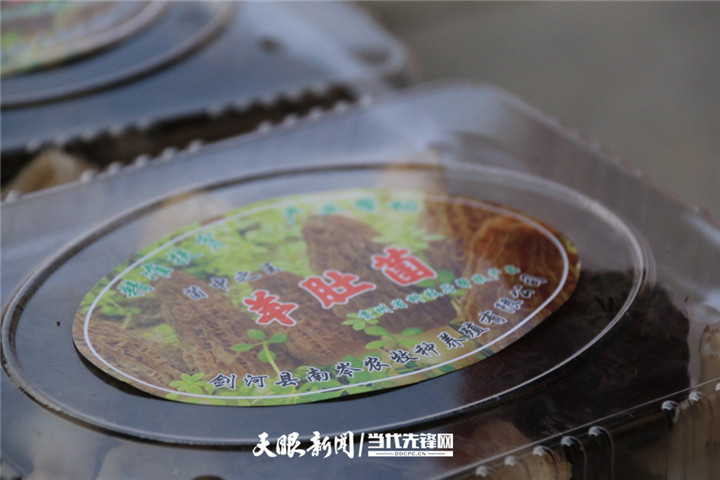 中央7台致富经羊肚菌_中央7台致富经羊肚菌_中央7台致富经羊肚菌