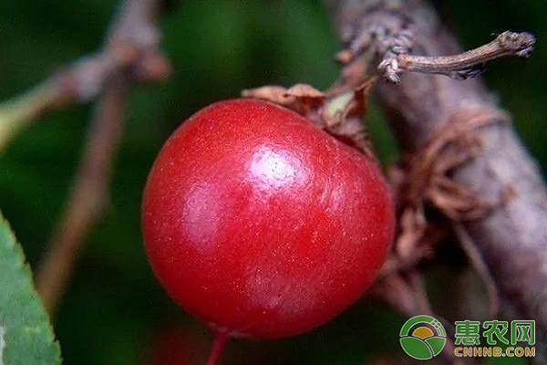 钙果怎么种植？钙果高效种植技术要点-图片版权归惠农网所有
