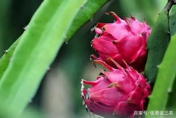 火龙果树搭架_火龙果树怎么搭架子_火龙果种植搭架技术