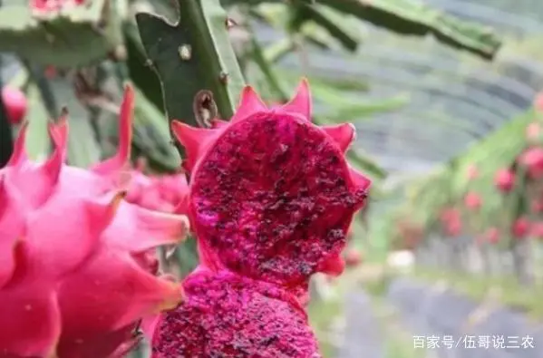 火龙果树搭架_火龙果树怎么搭架子_火龙果种植搭架技术