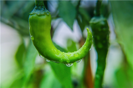 种大棚辣椒挣钱吗_辣椒大棚种植技术视频_大棚种植辣椒致富