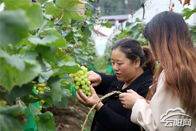 致富养殖土鸭视频_致富养殖土鸭怎么样_土鸭养殖致富