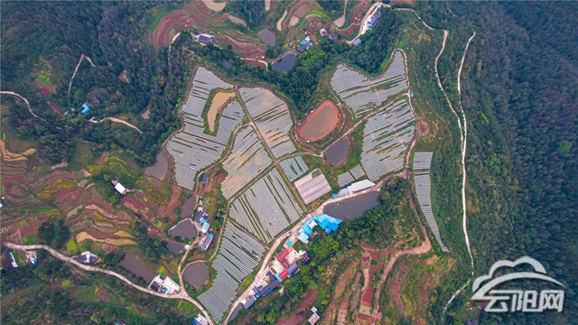 致富养殖土鸭视频_土鸭养殖致富_致富养殖土鸭怎么样