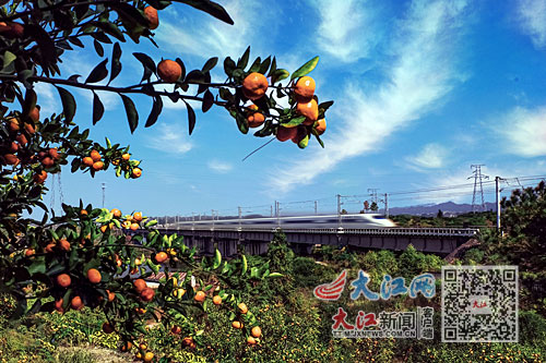 柑橘种植效益_种植柑橘赚钱吗_农村柑橘种植致富