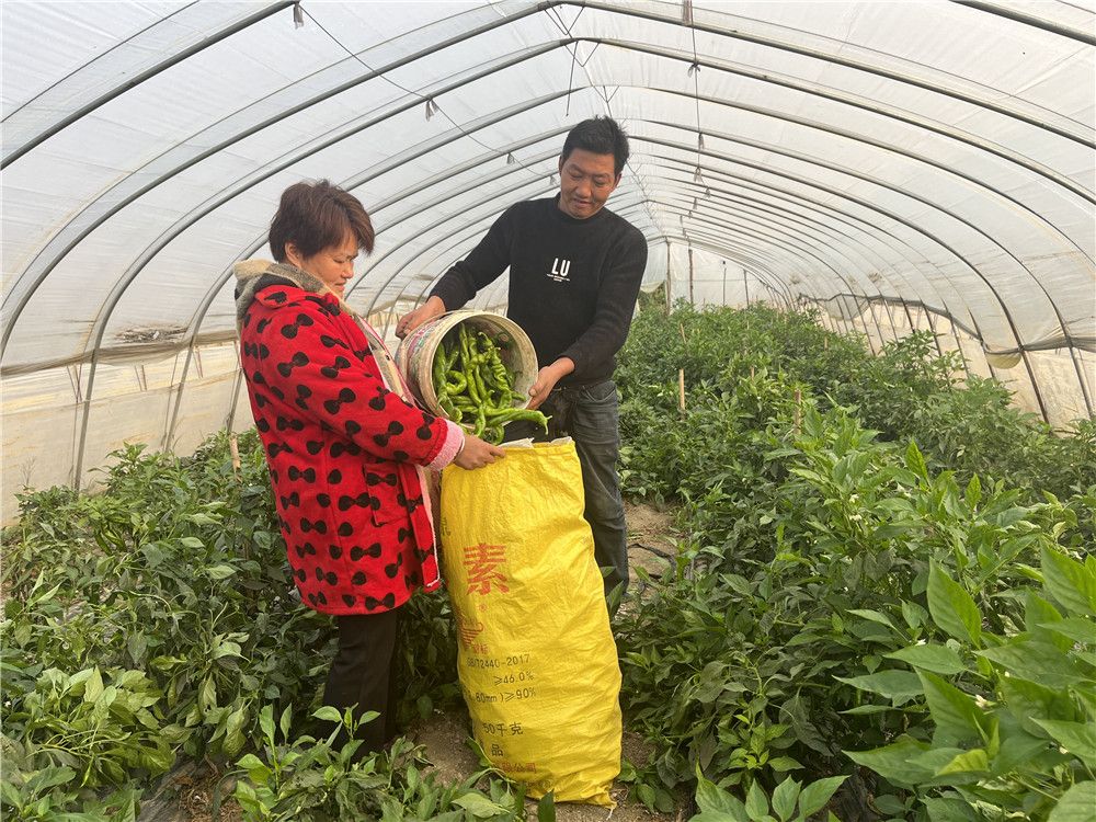 种大棚辣椒挣钱吗_大棚种植辣椒致富_大棚辣椒种植视频