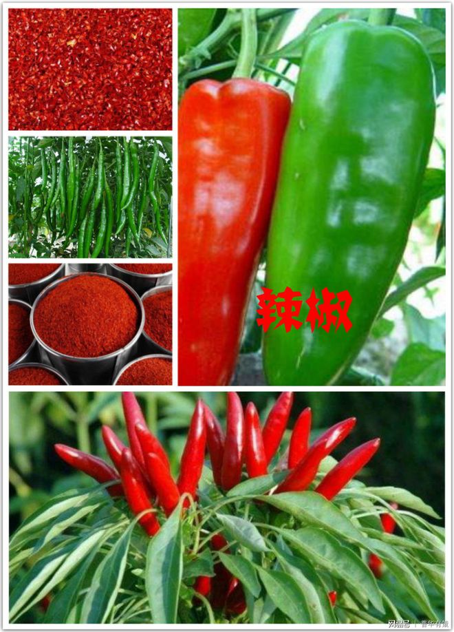 辣椒种植龙眼技术要点_龙眼辣椒种植技术_辣椒种植龙眼技术与管理