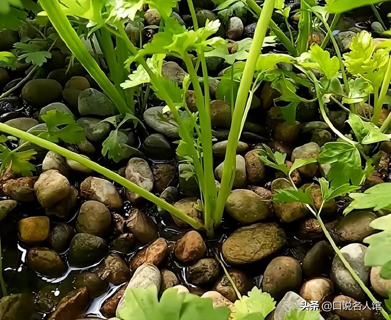 农民工致富门路_农民工种植致富的故事_致富种植农民工故事视频
