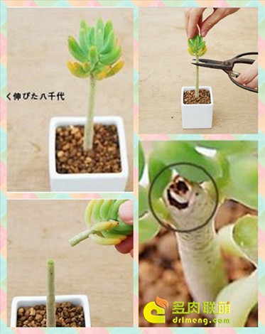 多肉植物的枝插（砍头）繁殖全过程