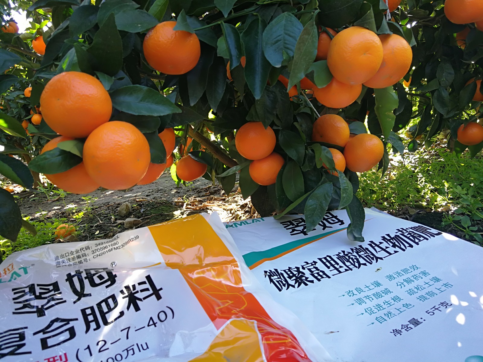 黄皮树地膜种植技术_黄皮种植视频_黄皮种植技术视频