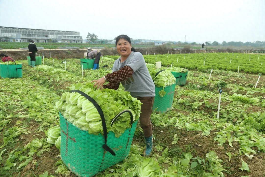 西乡塘区：特派员下乡 菜农满心欢