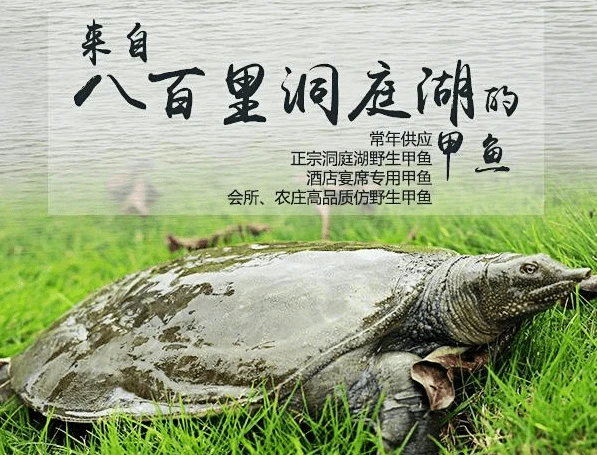 养殖人工甲鱼技术要求_人工养殖甲鱼图片_人工养殖甲鱼技术