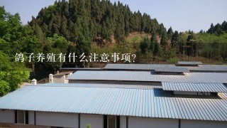 鸽子养殖有什么注意事项？鸽子怎么养殖方法