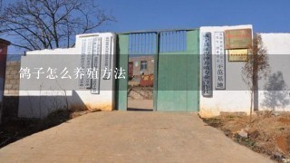 鸽子怎么养殖方法