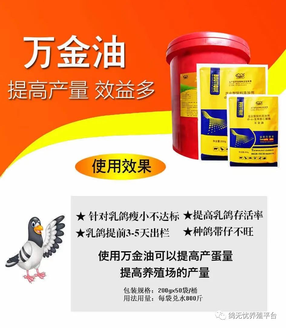 鸽子养殖网技术要求_鸽子养殖技术大全_鸽子养殖技术网