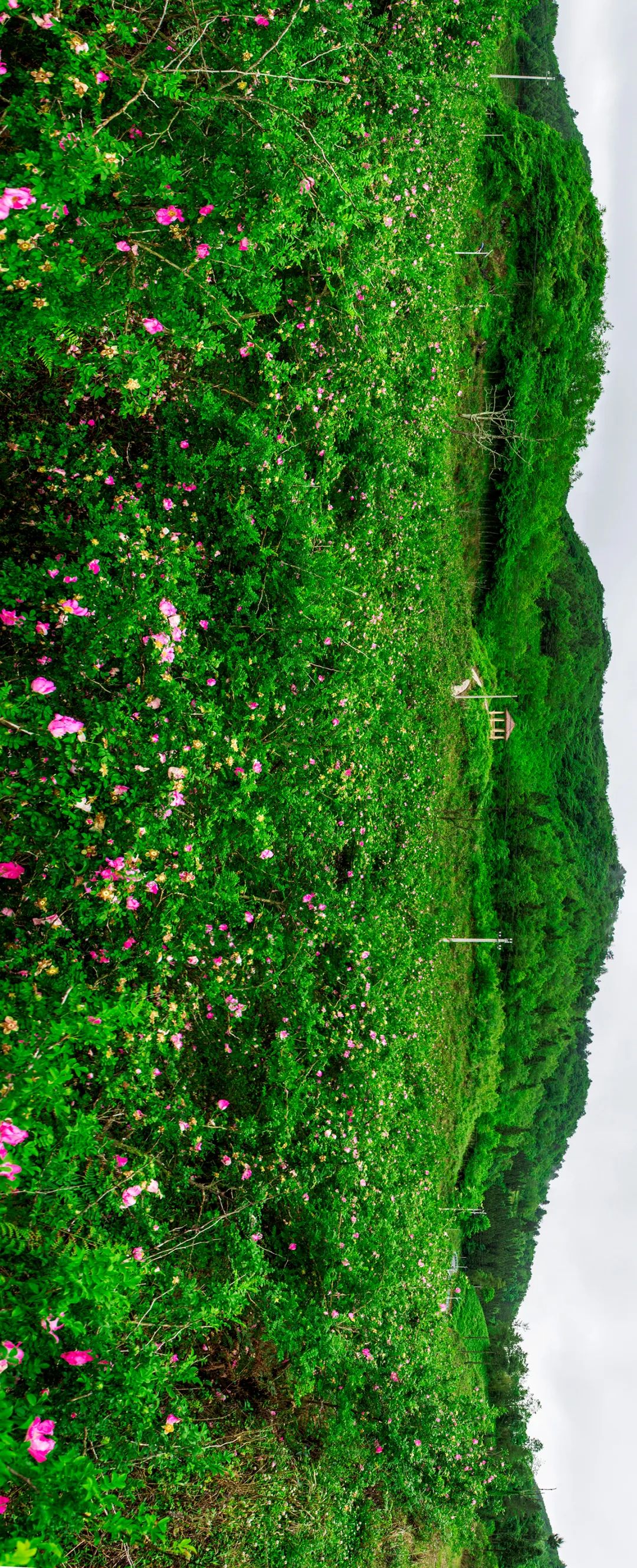 致富经折耳根_折耳根高产种植新技术_折耳根赚钱吗