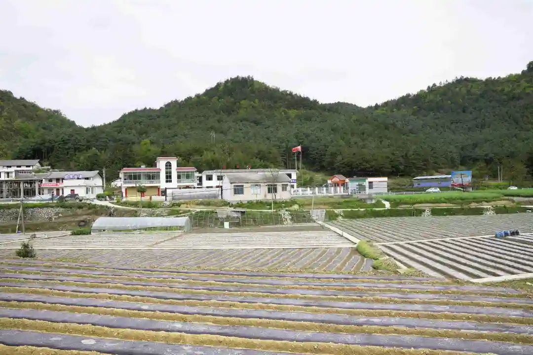 致富经折耳根_折耳根赚钱吗_折耳根高产种植新技术