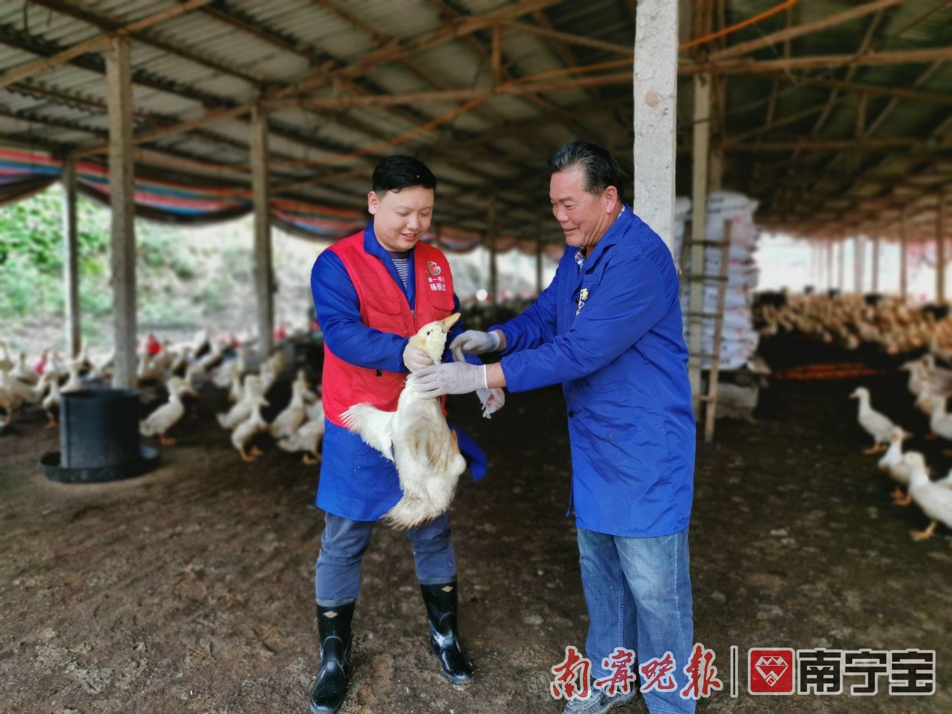 致富经养鸭子_致富经养鸭全集_cctv7致富经养鸭视频