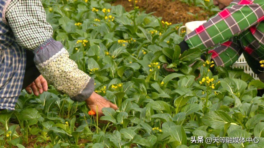 白领种植蘑菇致富_农村种植致富好项目_广西莱心种植致富新闻
