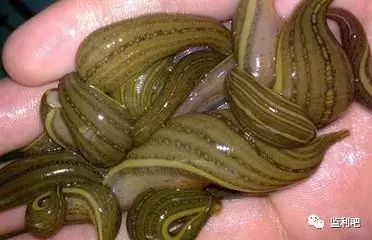 淄博水蛭养殖技术_淄博养殖水蛭技术培训学校_水蛭养殖技术基地