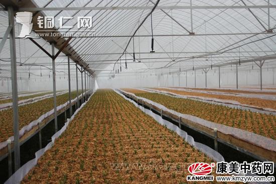 长兴园区:发展铁皮石斛种植 助民增收致富