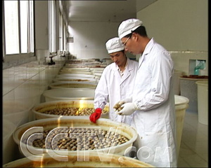 散养鸭养殖技术视频_散养鸭子利润怎么样_视频养殖散养鸭技术教程