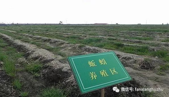 蚯蚓养殖技术，可根据蚯蚓习性和用途而定！