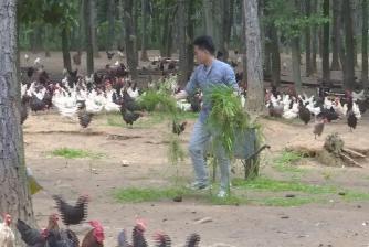 致富养殖鸡蛋行业怎么样_养殖蛋鸡前景_鸡蛋养殖致富行业