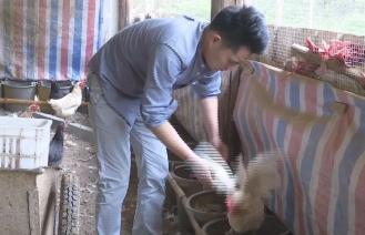 养殖蛋鸡前景_致富养殖鸡蛋行业怎么样_鸡蛋养殖致富行业