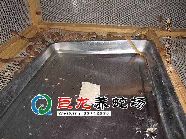 致富经王锦蛇