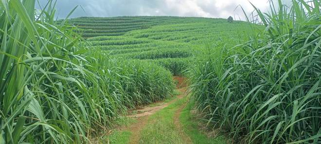农村种植甘蔗致富_致富甘蔗种植农村视频_致富甘蔗种植农村图片大全