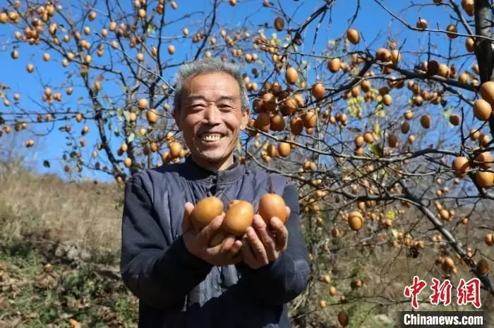 （乡村行·看振兴）豫西深山野果变身致富“金果”播报文章