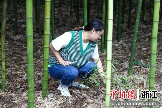 “共富先行者”张燕萍：推广科学种笋技术 带动村民致富