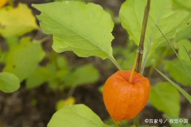 酸浆种植方法_假酸浆种子美容_酸浆子种植技术