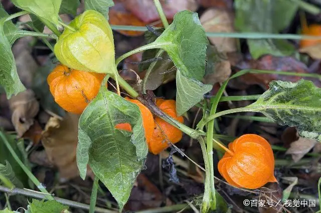 酸浆种植方法_假酸浆种子美容_酸浆子种植技术