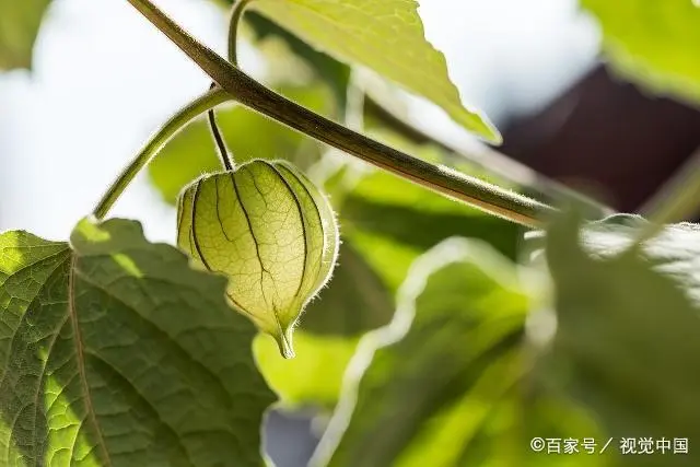 假酸浆种子美容_酸浆子种植技术_酸浆种植方法