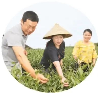 草莓种植致富女能人_种草莓发家致富_种草莓的人有钱吗