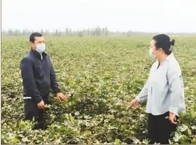 草莓种植致富女能人_种草莓的人有钱吗_种草莓发家致富