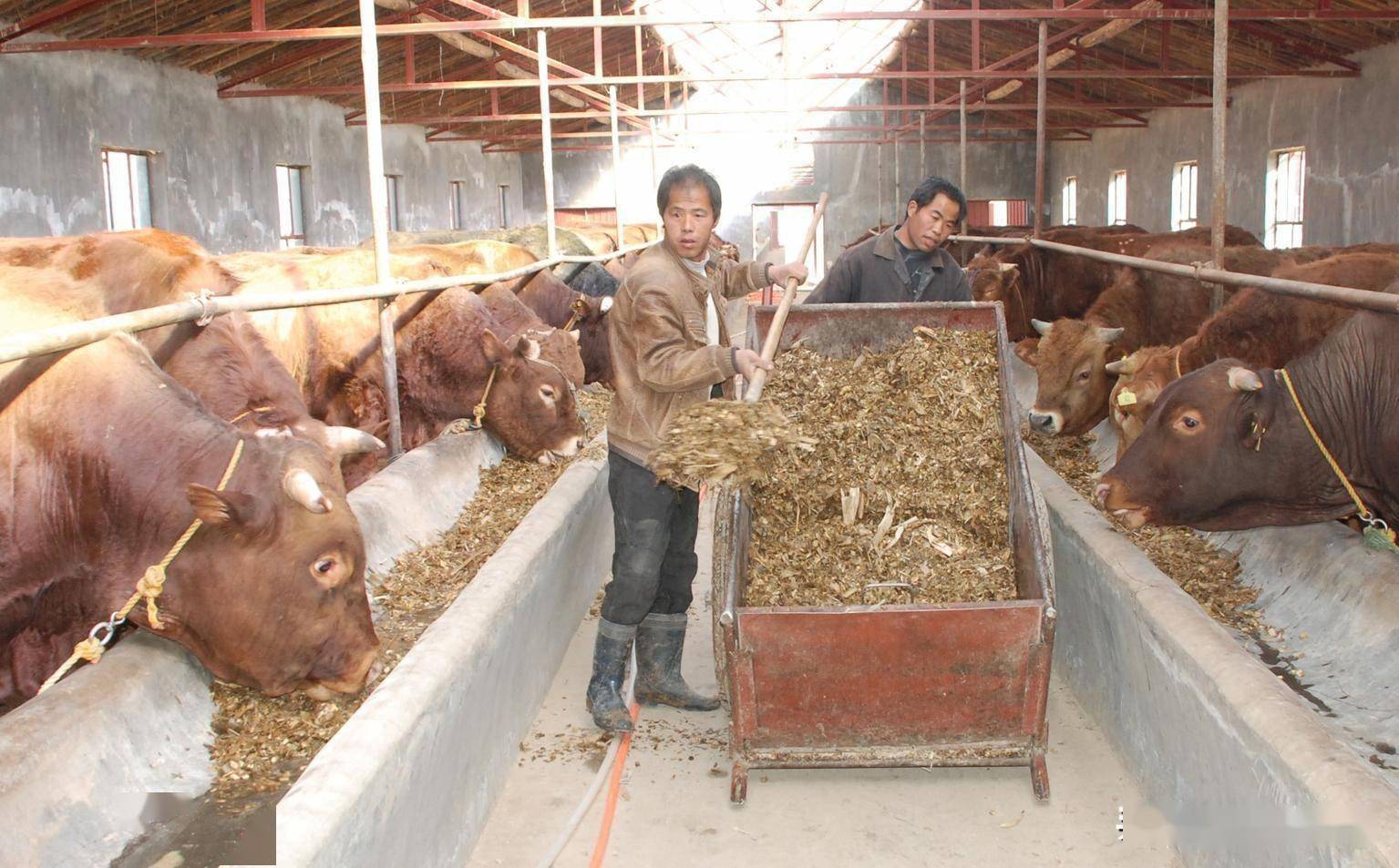 南方地区发酵床肉牛养殖技术