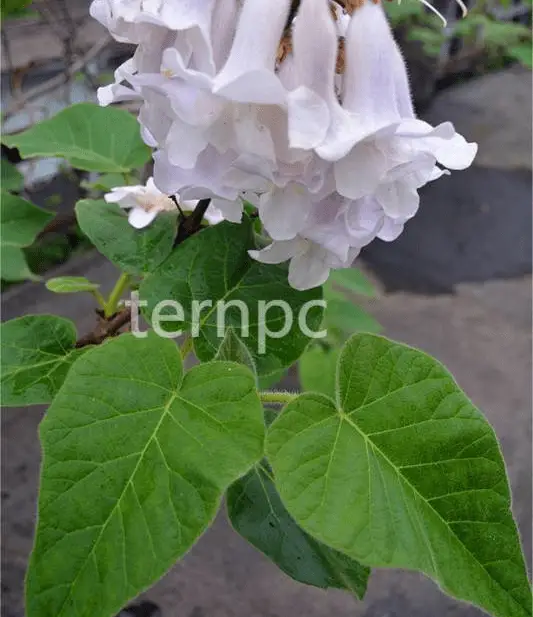 致富经种树的创业项目_种植名树致富_致富种植树名字大全