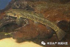 泥鳅养殖技术与养殖方法_泥鳅养殖技术问答_泥鳅的泥鳅养殖技术