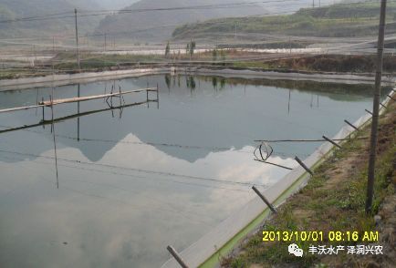 泥鳅养殖技术问答_泥鳅的泥鳅养殖技术_泥鳅养殖技术与养殖方法
